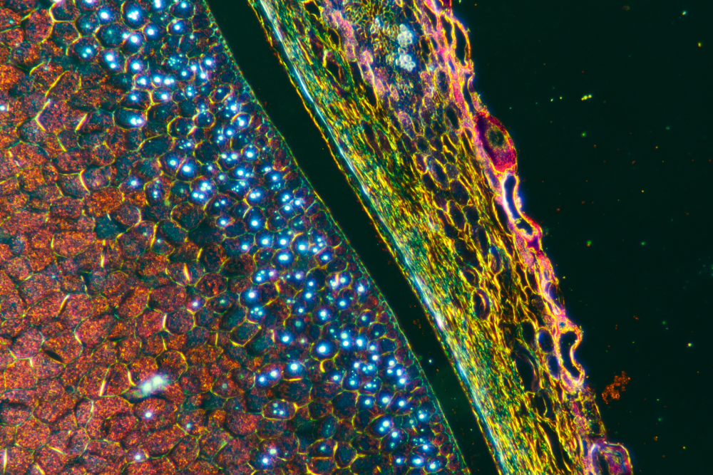 BSD-Science-Hero-1000x667